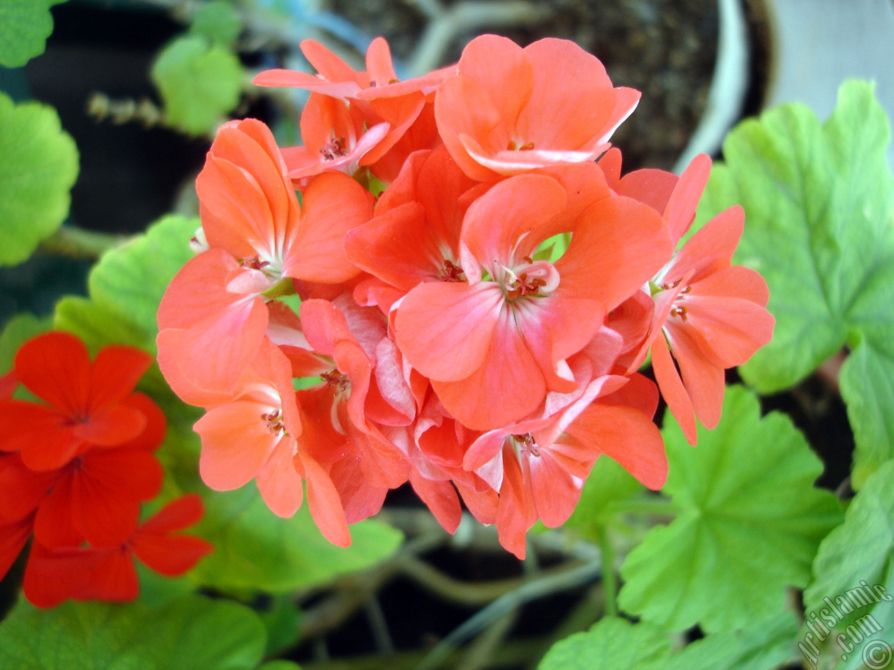 Red Colored Pelargonia -Geranium- flower.
