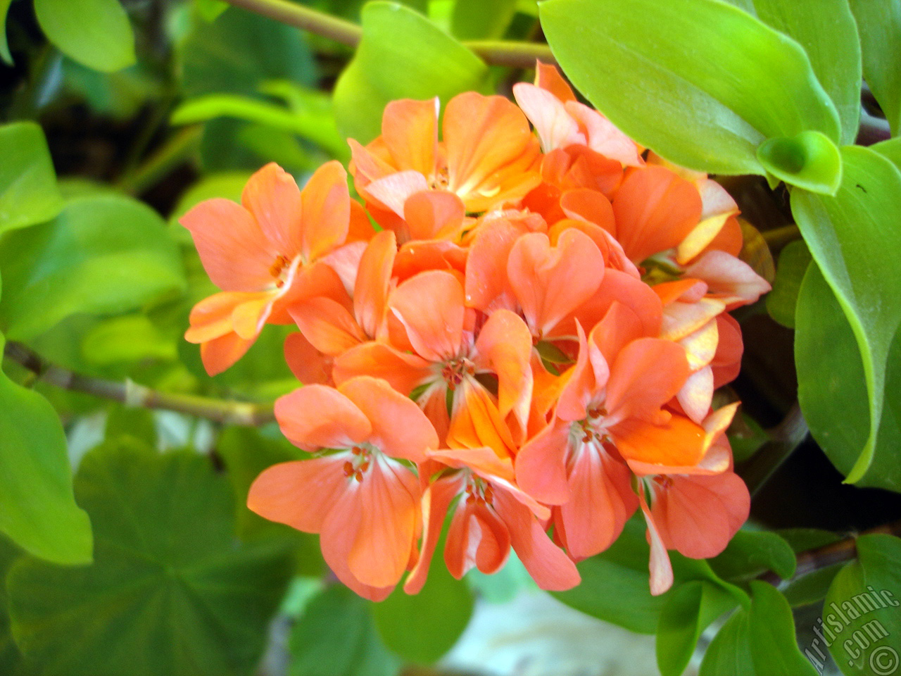 Red Colored Pelargonia -Geranium- flower.
