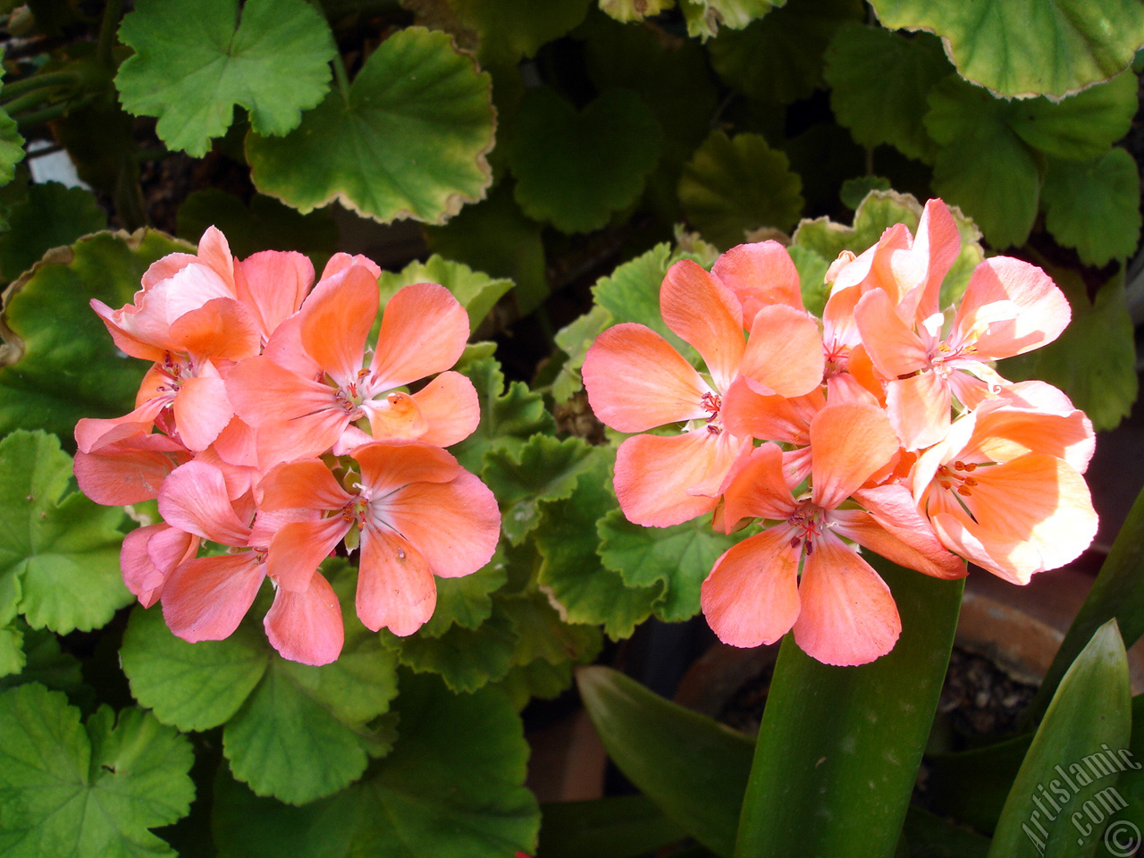 Red Colored Pelargonia -Geranium- flower.
