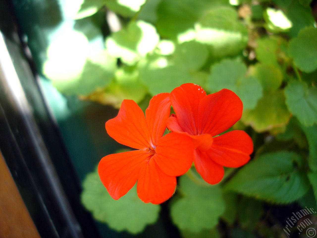 Red Colored Pelargonia -Geranium- flower.
