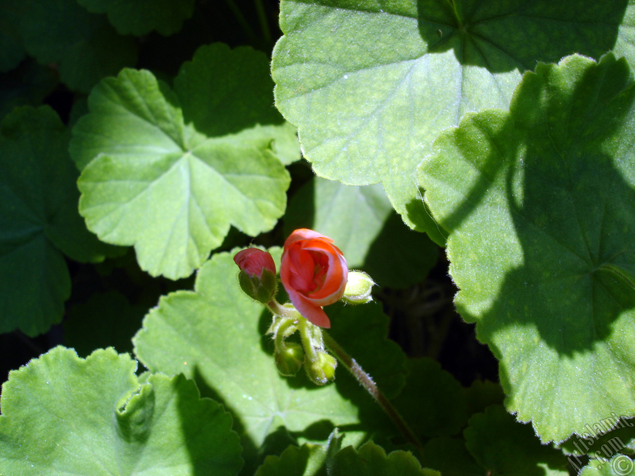 Red Colored Pelargonia -Geranium- flower.
