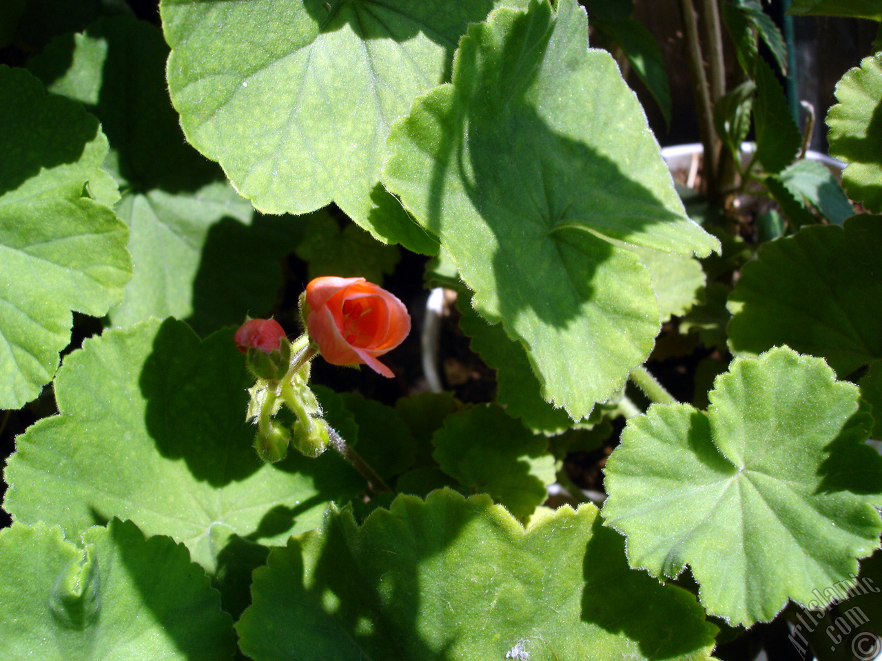 Red Colored Pelargonia -Geranium- flower.
