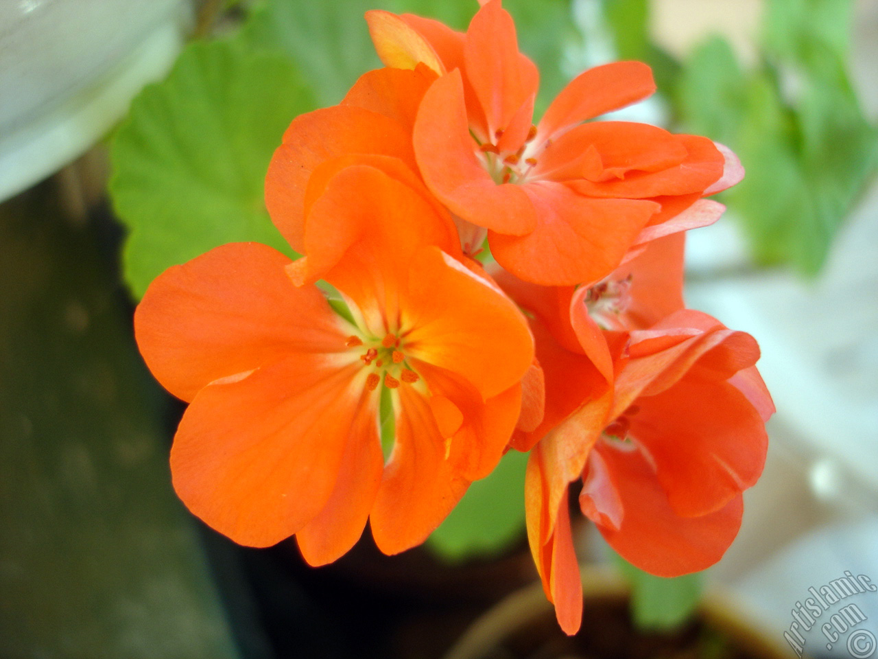 Red Colored Pelargonia -Geranium- flower.
