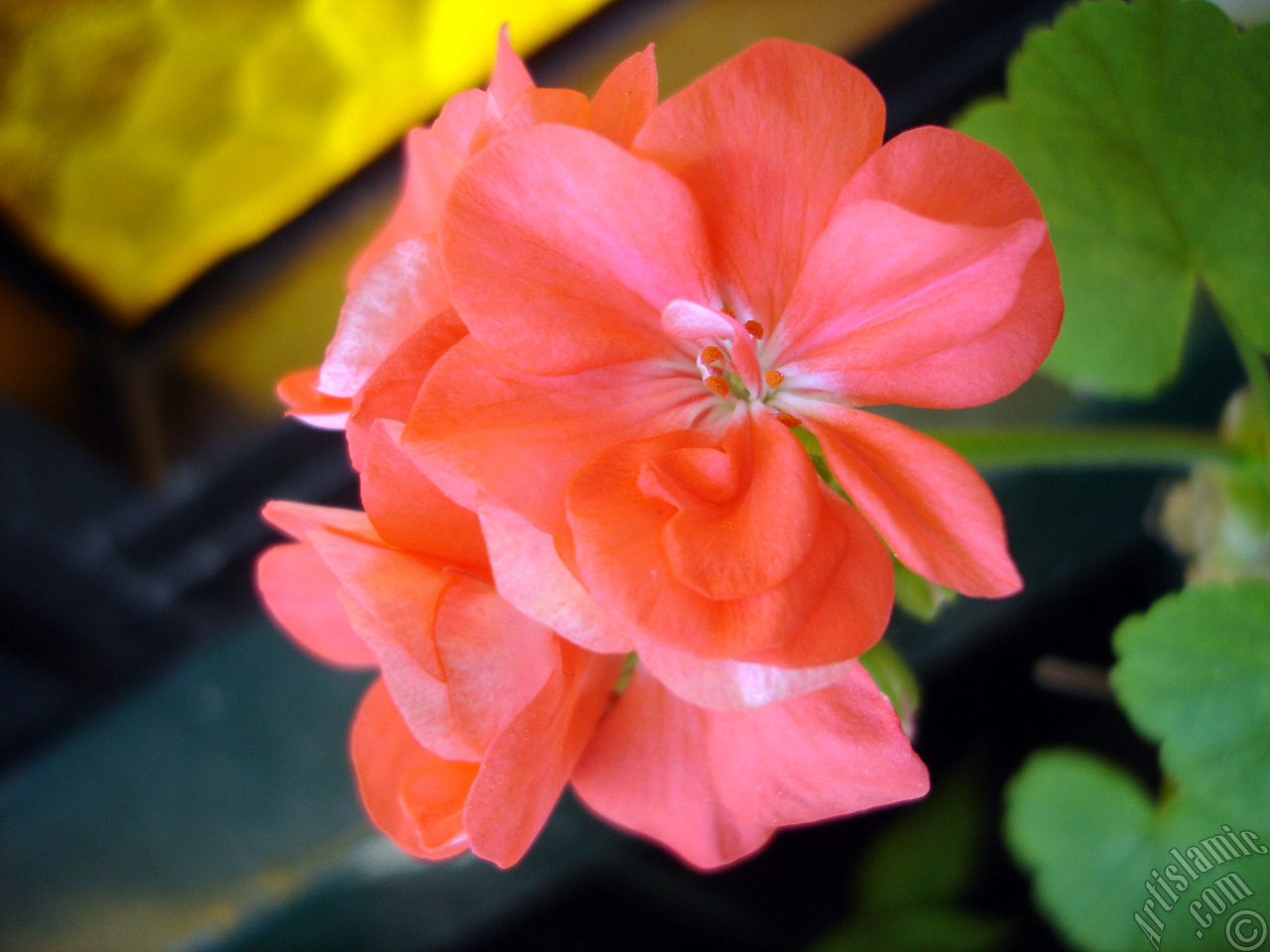Red Colored Pelargonia -Geranium- flower.
