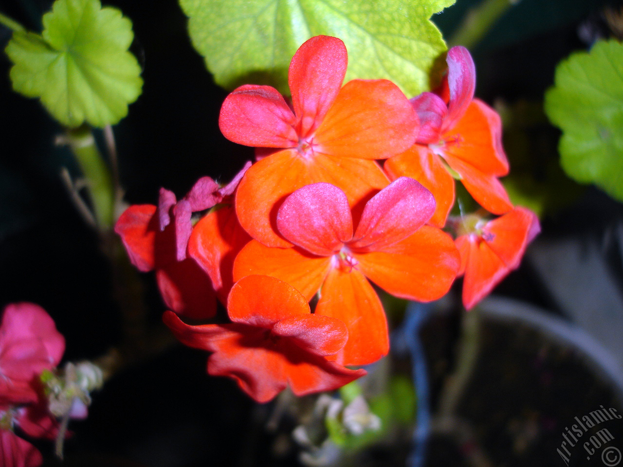 Red Colored Pelargonia -Geranium- flower.
