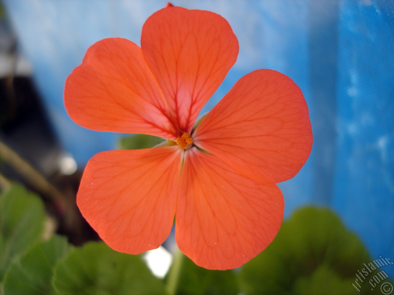 Red Colored Pelargonia -Geranium- flower.
