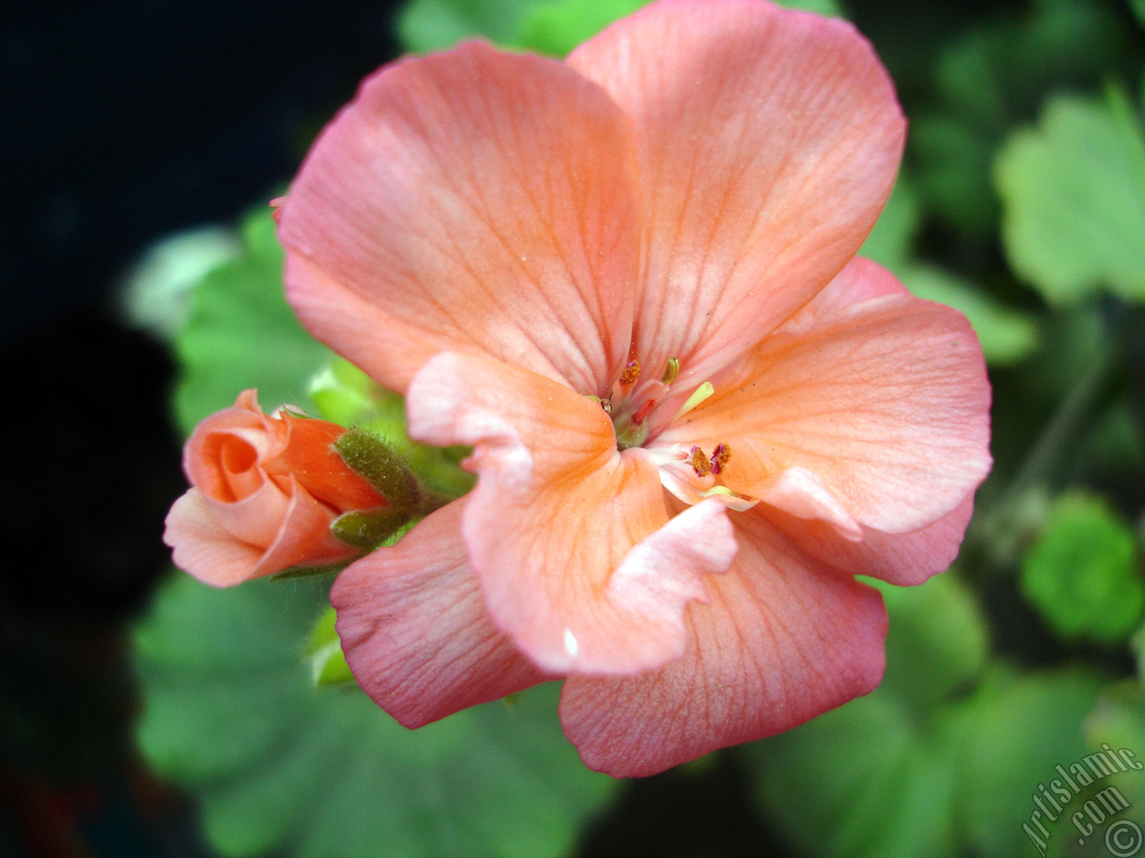 Red Colored Pelargonia -Geranium- flower.
