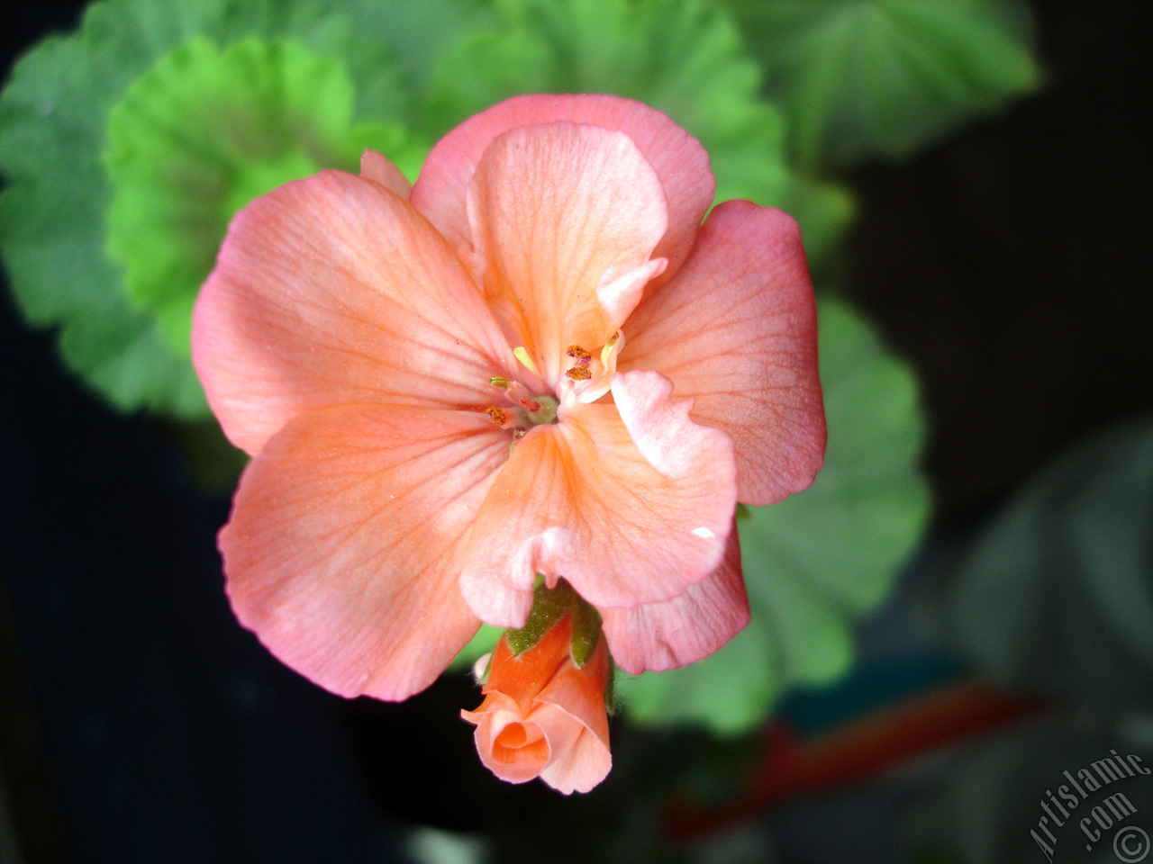 Red Colored Pelargonia -Geranium- flower.
