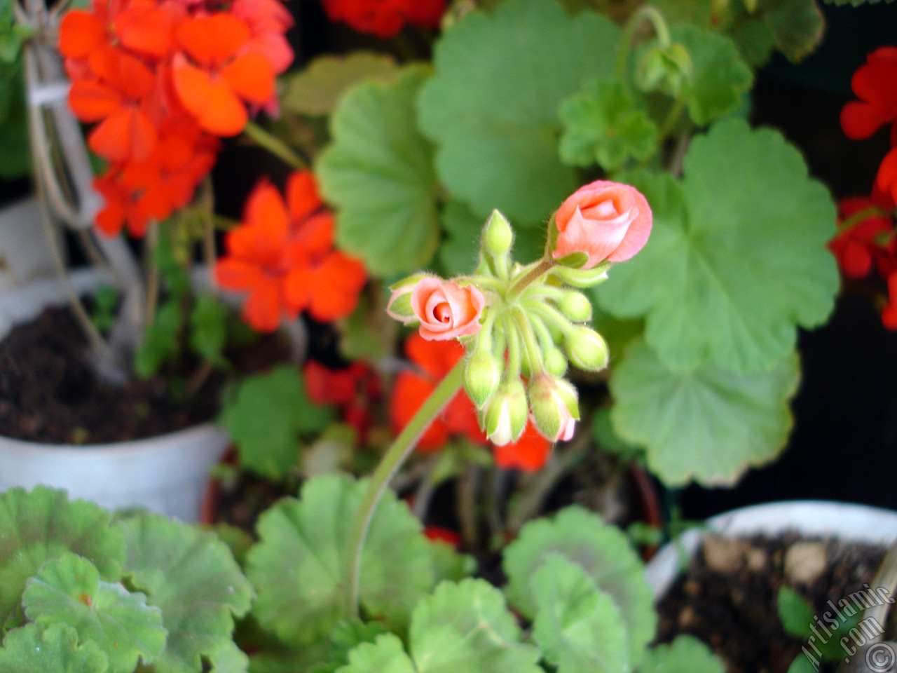 Red Colored Pelargonia -Geranium- flower.
