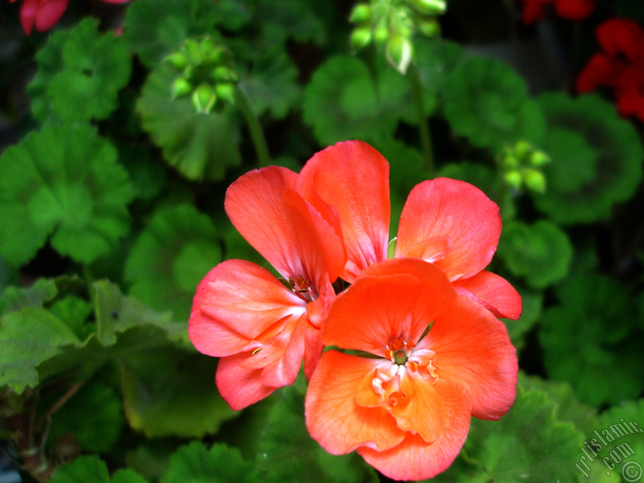 Red Colored Pelargonia -Geranium- flower.
