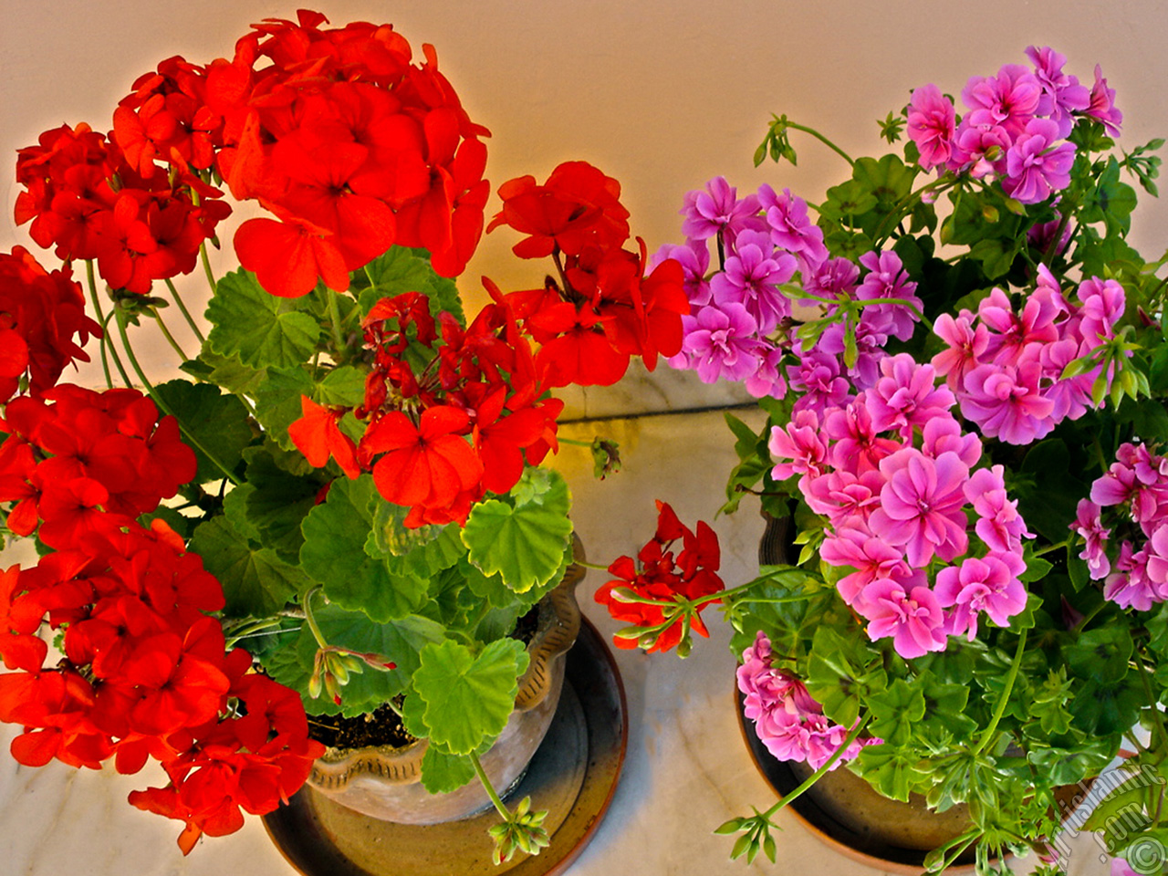 Red Colored Pelargonia -Geranium- flower.

