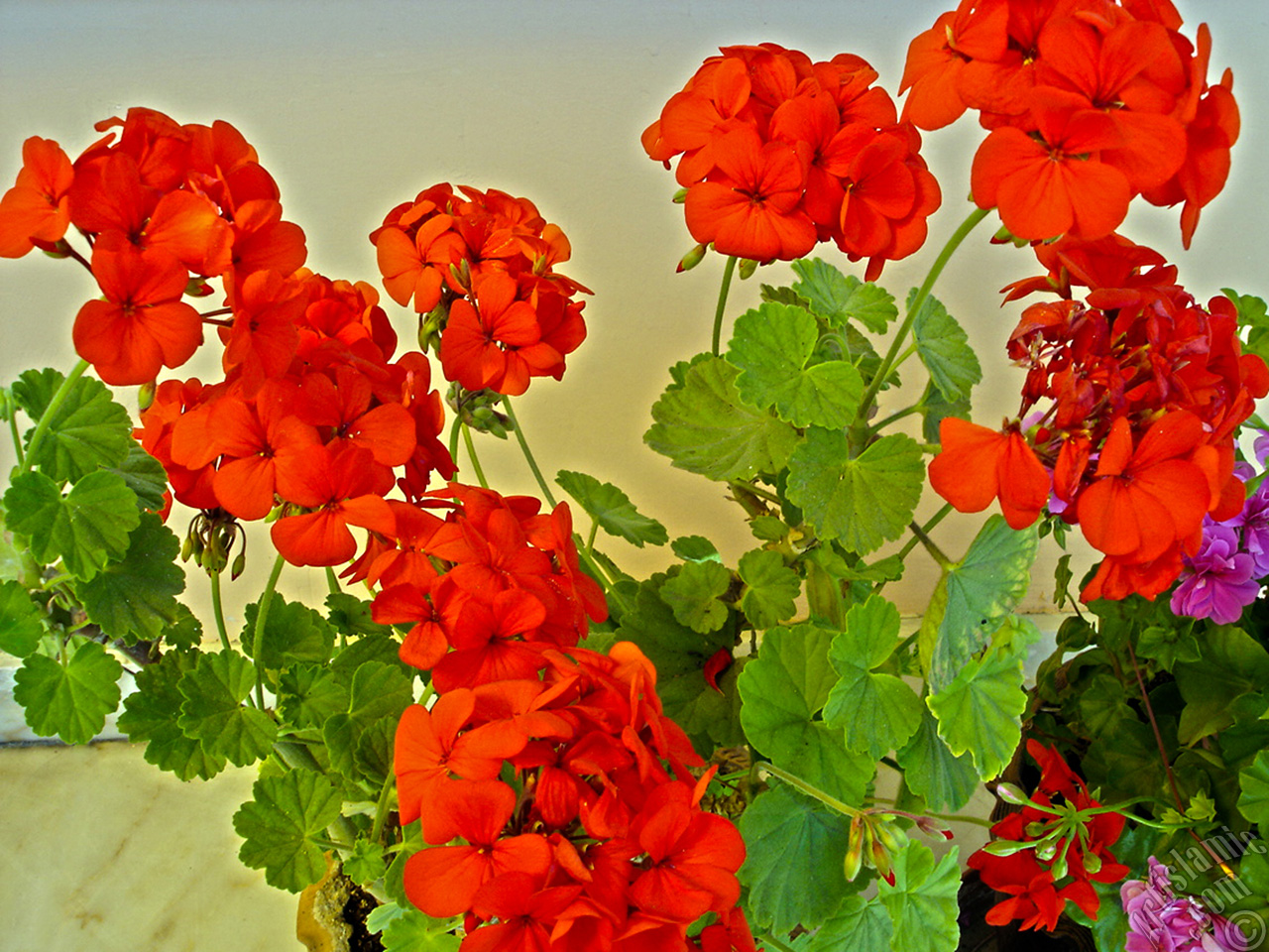 Red Colored Pelargonia -Geranium- flower.
