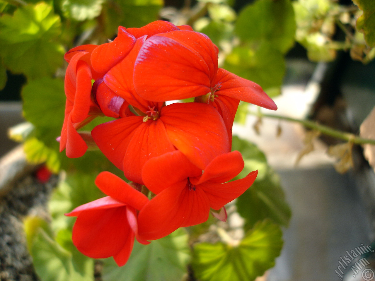 Red Colored Pelargonia -Geranium- flower.
