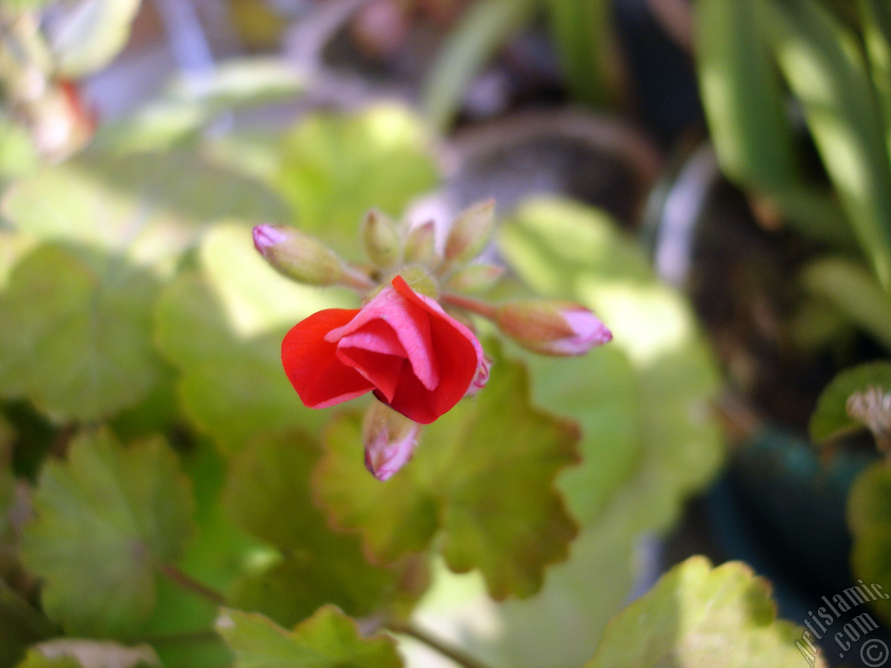 Red Colored Pelargonia -Geranium- flower.

