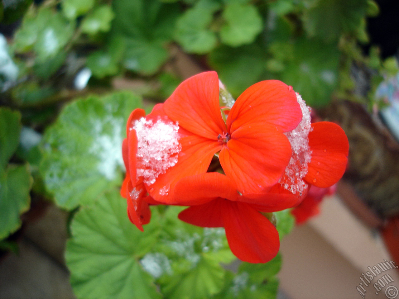 Red Colored Pelargonia -Geranium- flower.
