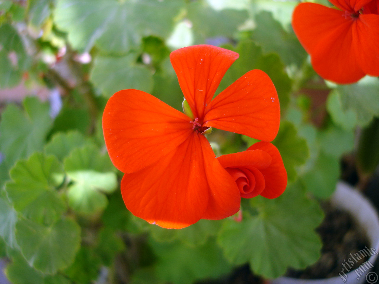 Red Colored Pelargonia -Geranium- flower.
