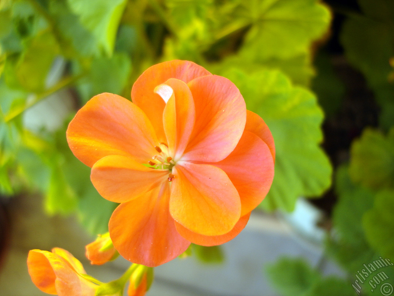 Red Colored Pelargonia -Geranium- flower.
