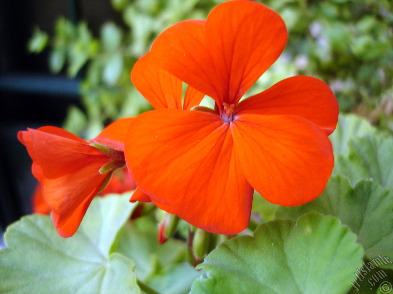 Red Colored Pelargonia -Geranium- flower.
