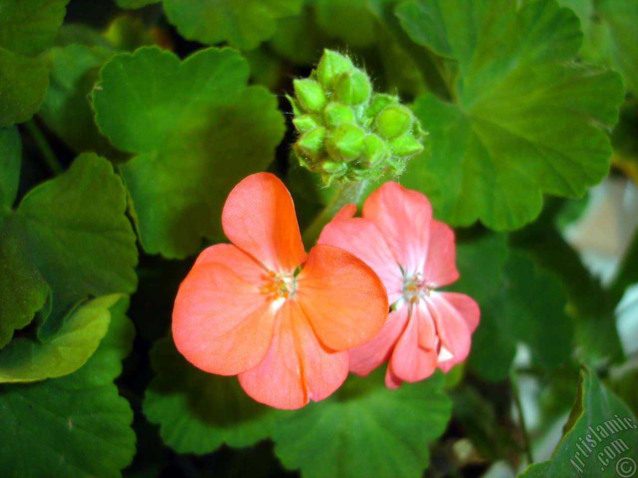 Red Colored Pelargonia -Geranium- flower.
