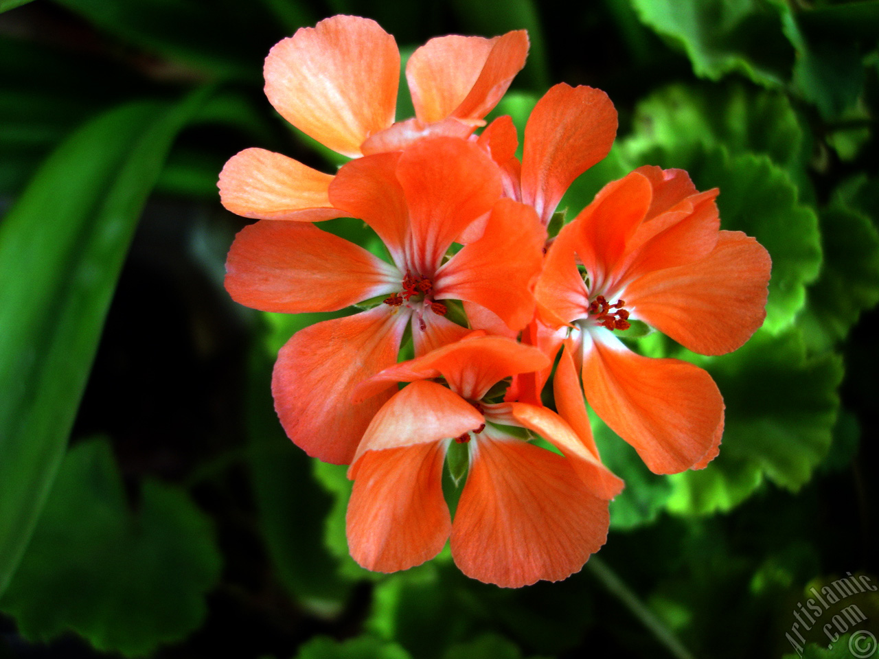 Red Colored Pelargonia -Geranium- flower.
