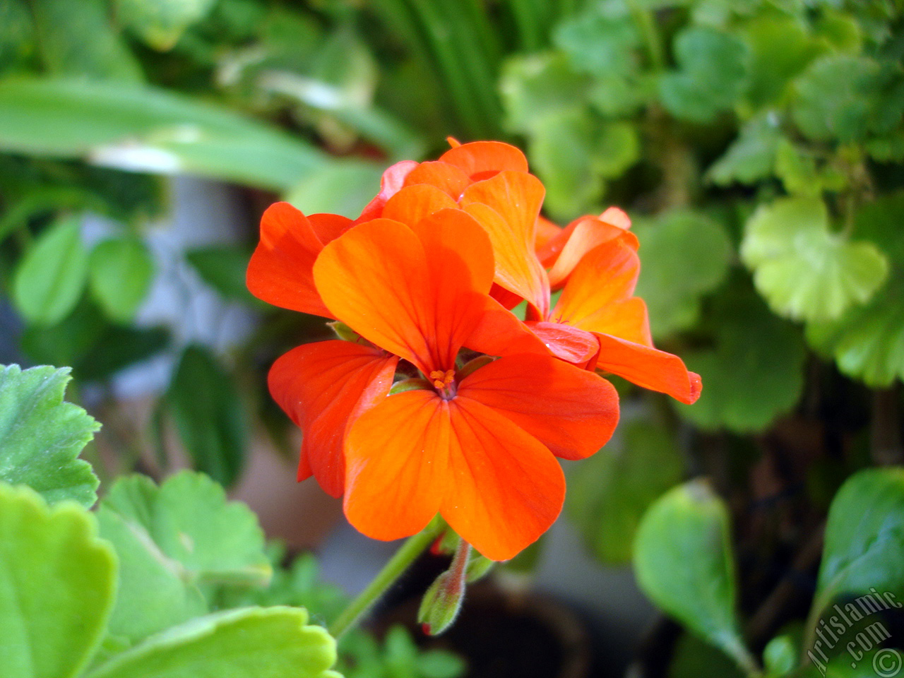 Red Colored Pelargonia -Geranium- flower.
