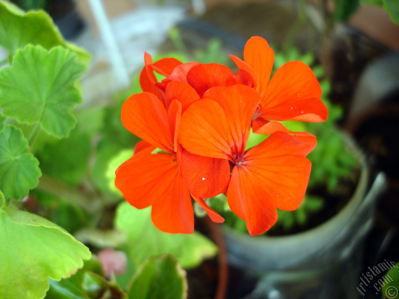 Red Colored Pelargonia -Geranium- flower.
