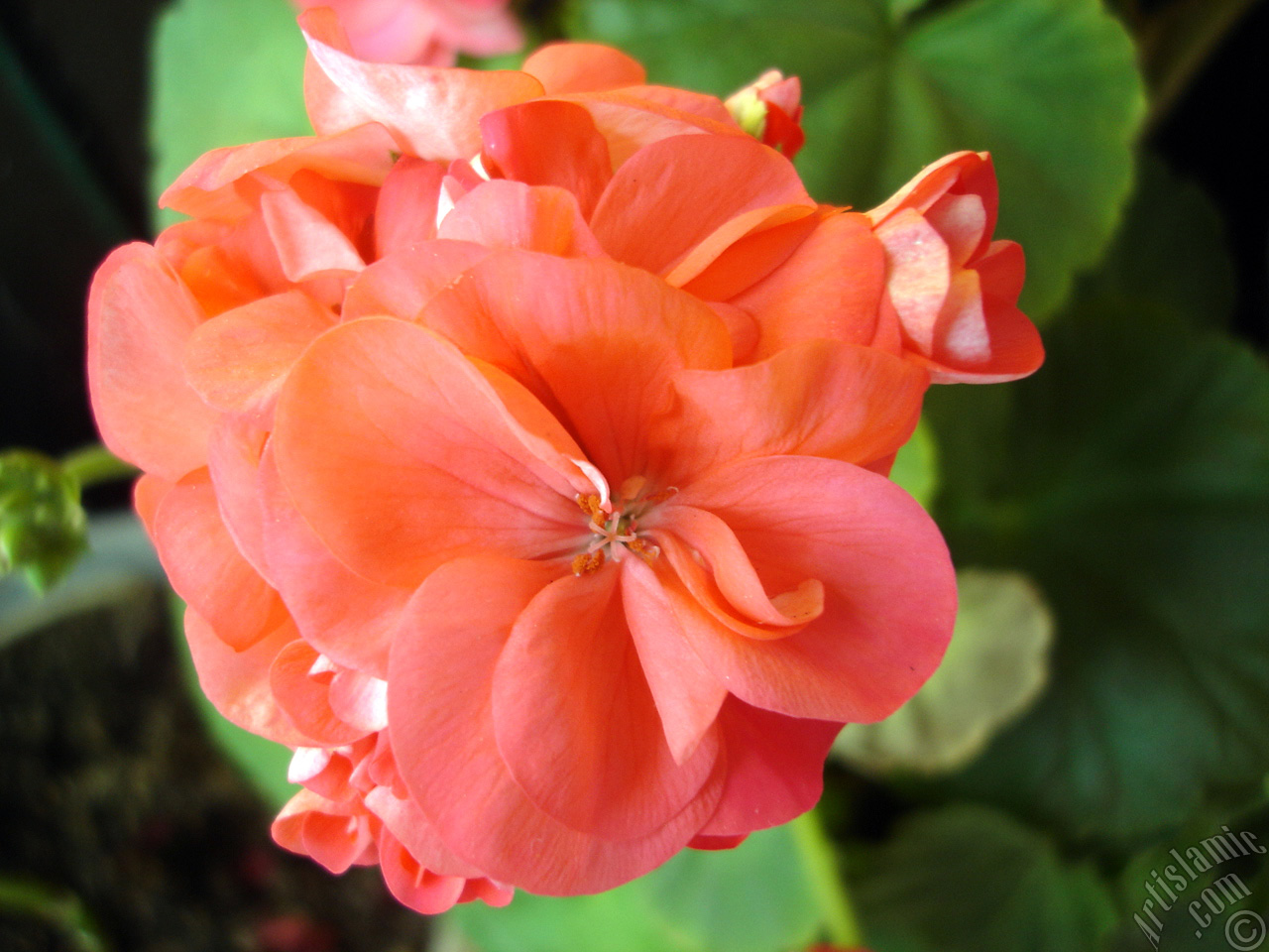 Red Colored Pelargonia -Geranium- flower.

