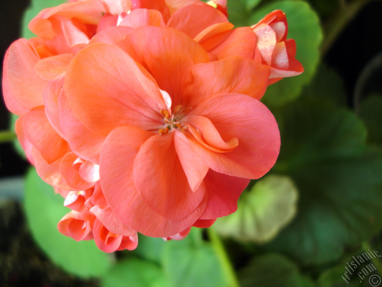 Red Colored Pelargonia -Geranium- flower.
