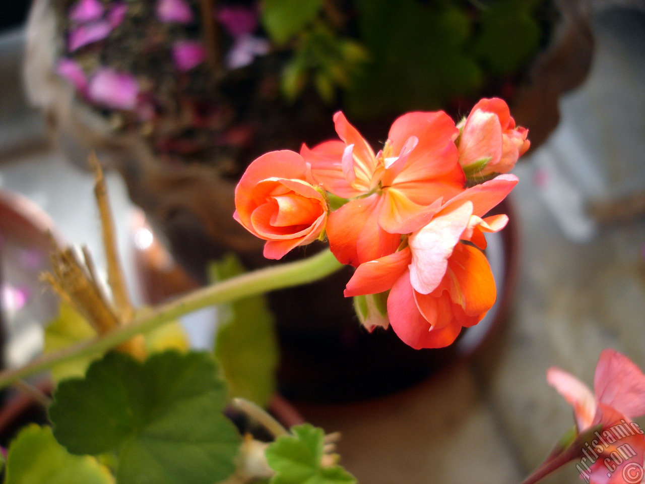 Red Colored Pelargonia -Geranium- flower.
