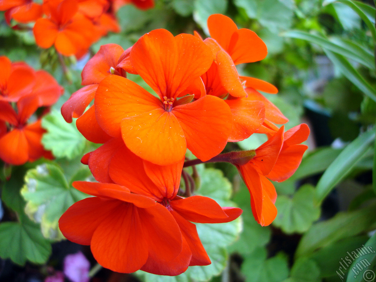 Red Colored Pelargonia -Geranium- flower.
