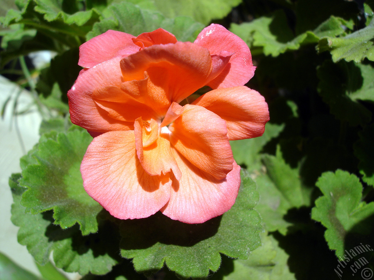 Red Colored Pelargonia -Geranium- flower.
