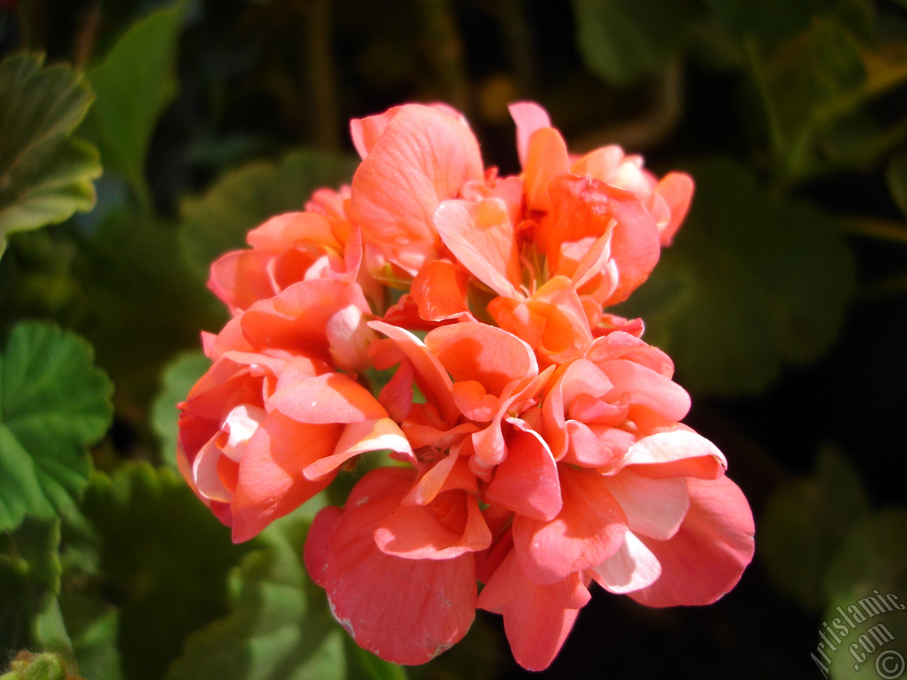Red Colored Pelargonia -Geranium- flower.
