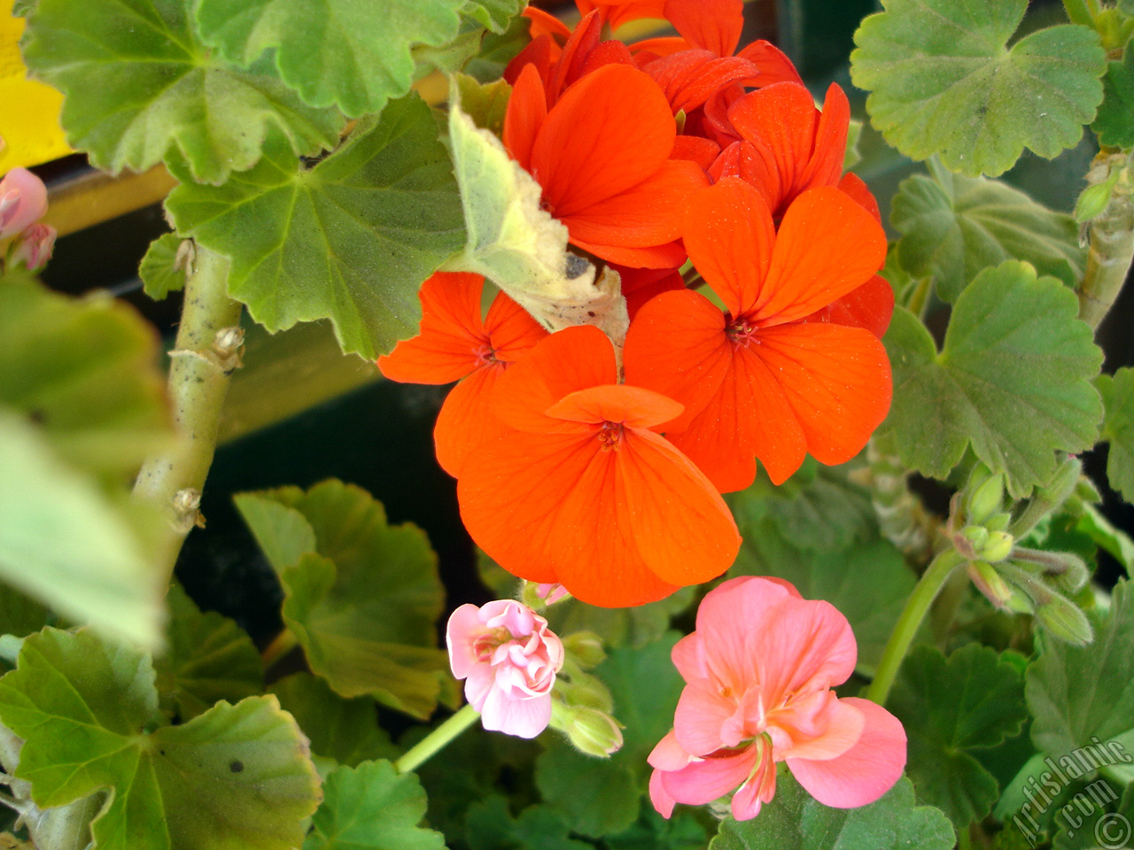 Red Colored Pelargonia -Geranium- flower.
