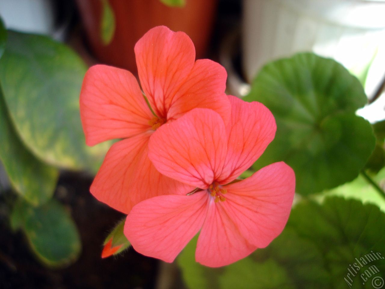 Red Colored Pelargonia -Geranium- flower.
