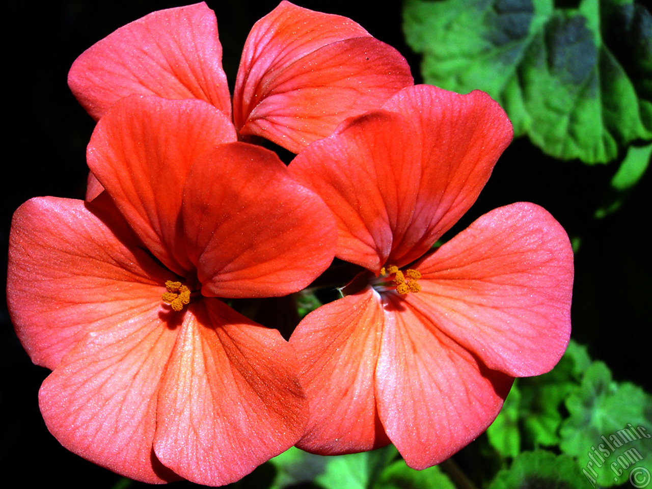 Red Colored Pelargonia -Geranium- flower.
