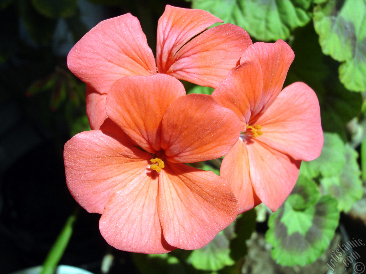 Red Colored Pelargonia -Geranium- flower.
