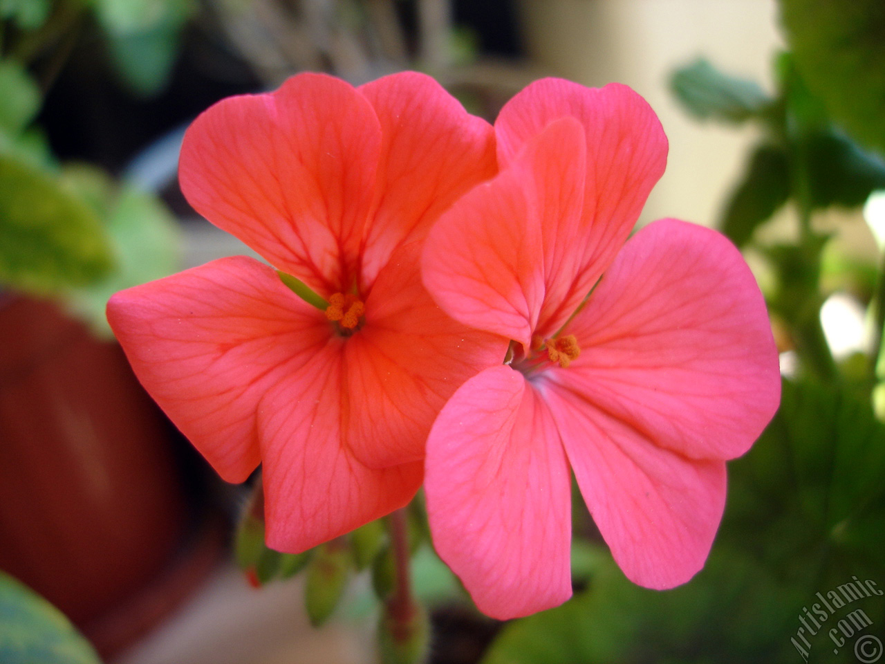 Red Colored Pelargonia -Geranium- flower.
