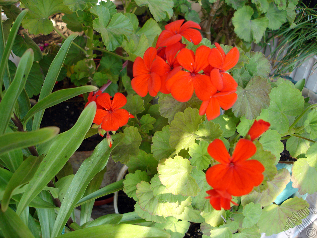 Red Colored Pelargonia -Geranium- flower.
