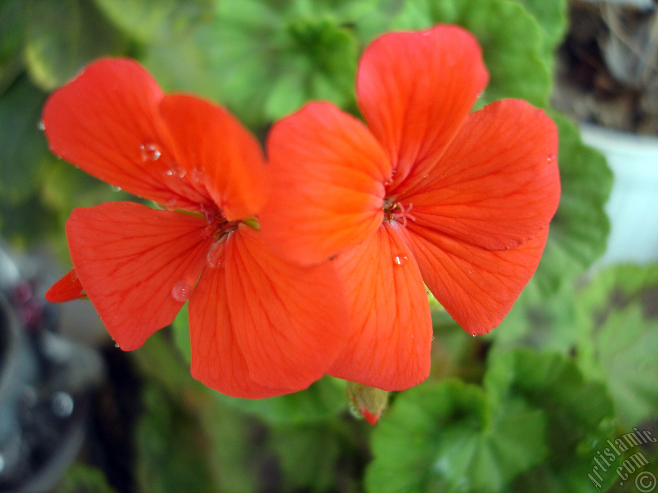Red Colored Pelargonia -Geranium- flower.
