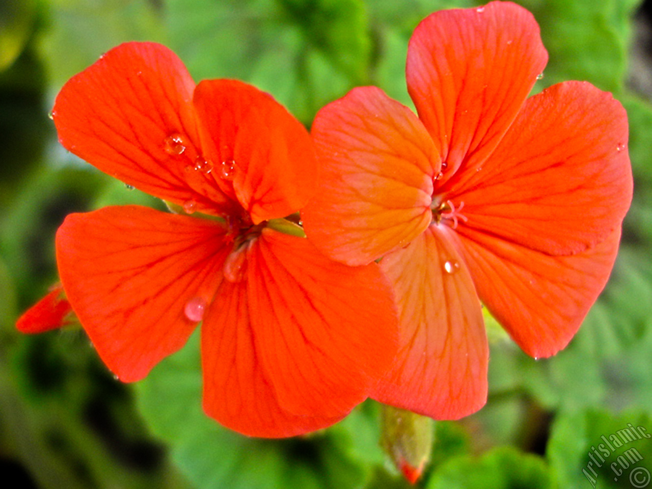 Red Colored Pelargonia -Geranium- flower.
