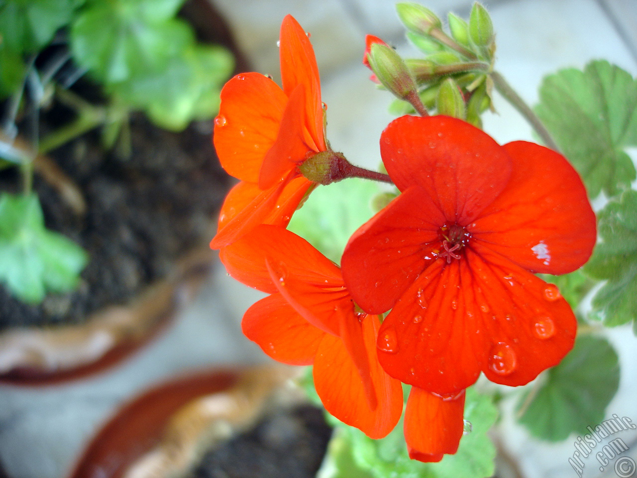 Red Colored Pelargonia -Geranium- flower.

