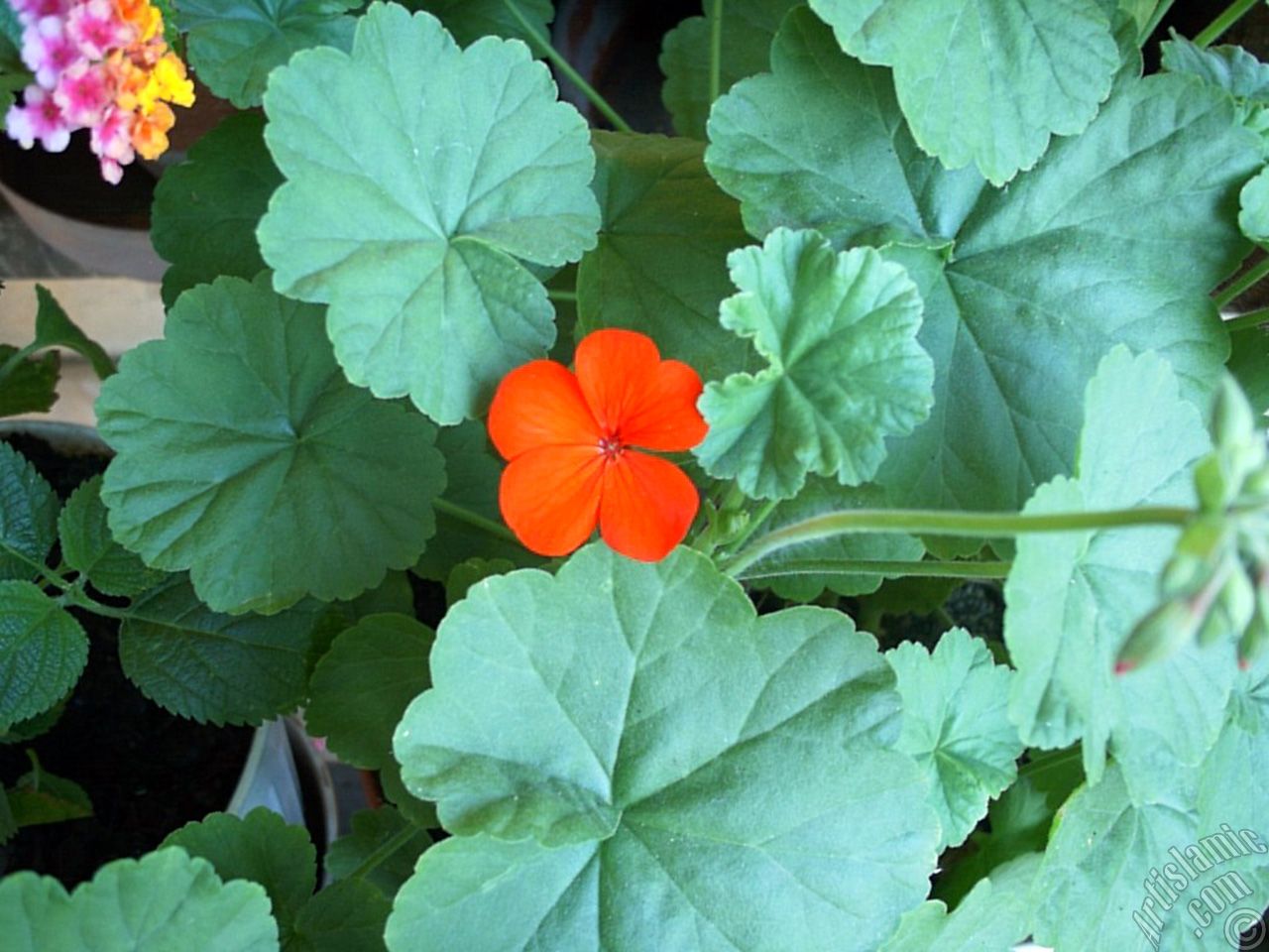 Red Colored Pelargonia -Geranium- flower.
