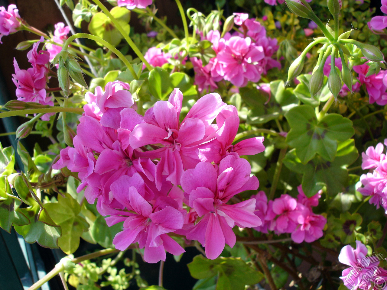 Pink Colored Pelargonia -Geranium- flower.
