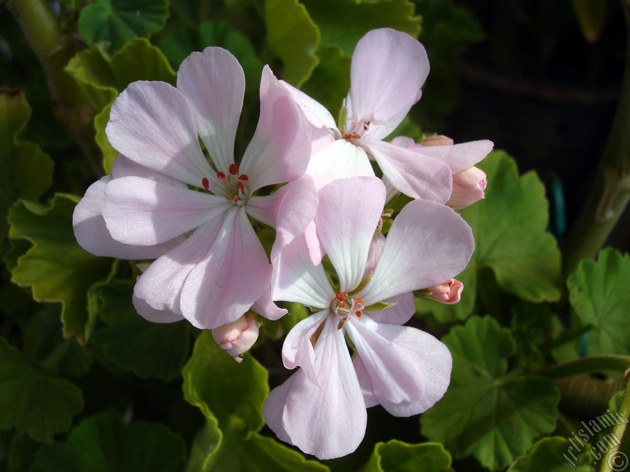 Pink Colored Pelargonia -Geranium- flower.
