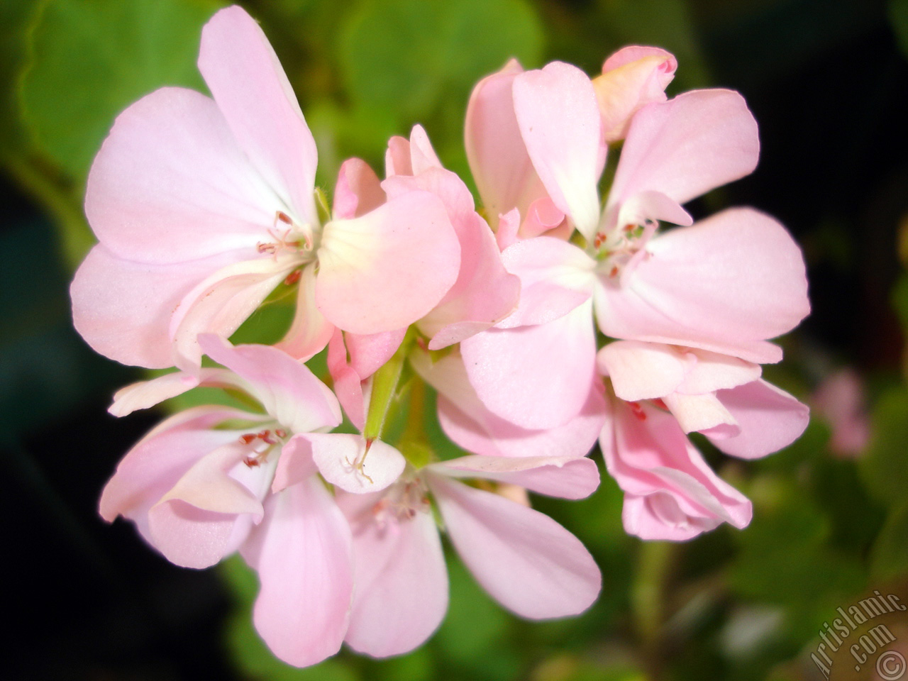 Pink Colored Pelargonia -Geranium- flower.
