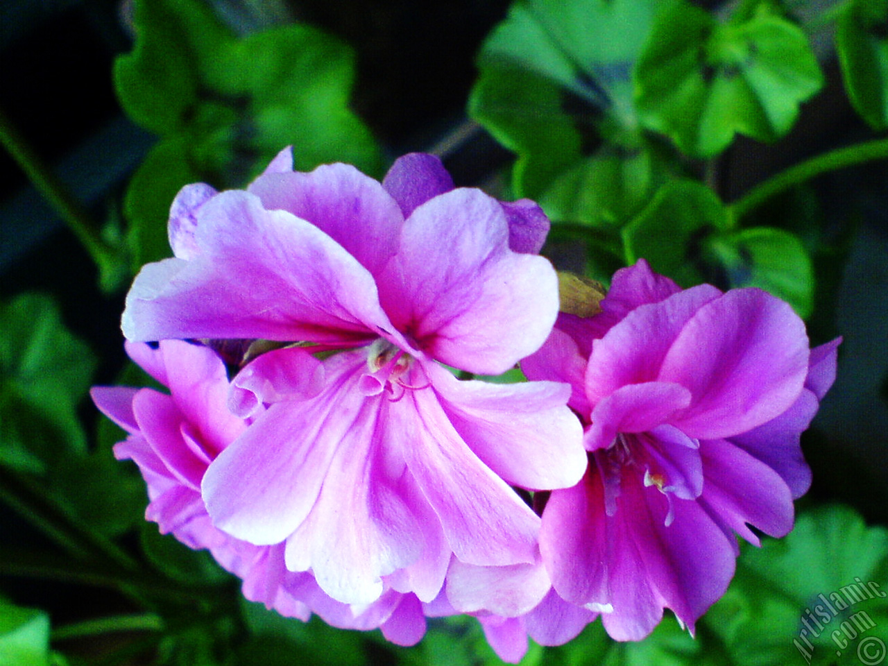 Pink Colored Pelargonia -Geranium- flower.
