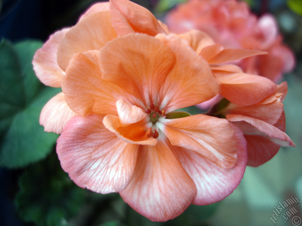 Pink Colored Pelargonia -Geranium- flower.
