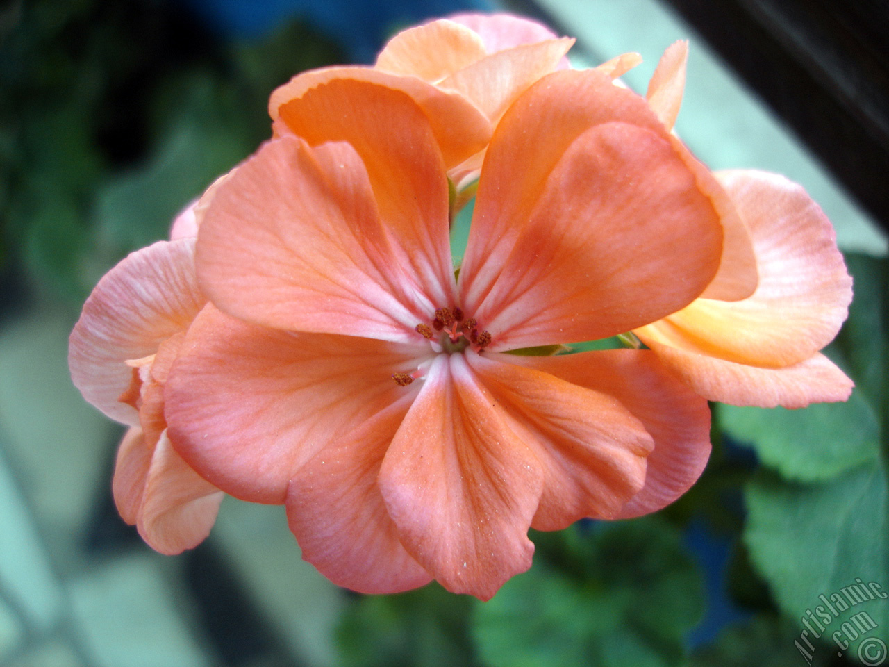 Pink Colored Pelargonia -Geranium- flower.
