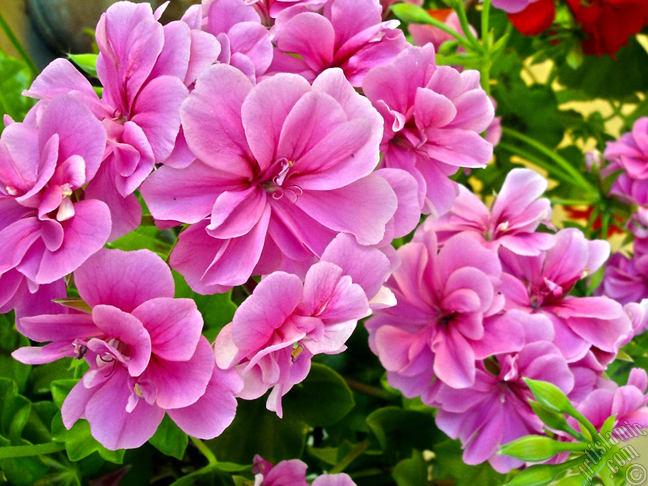 Pink Colored Pelargonia -Geranium- flower.
