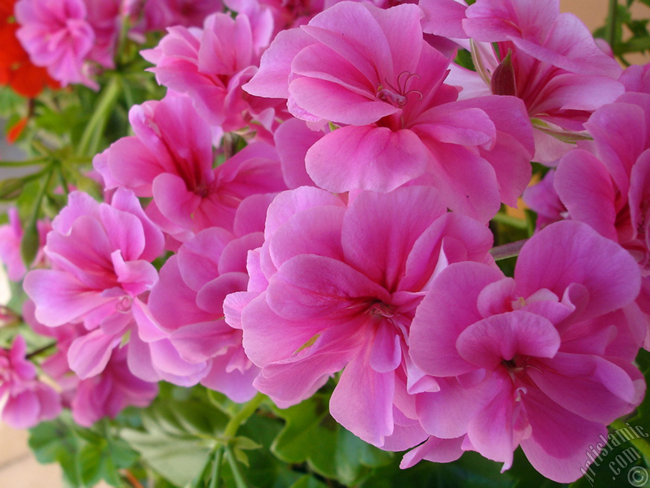 Pink Colored Pelargonia -Geranium- flower.
